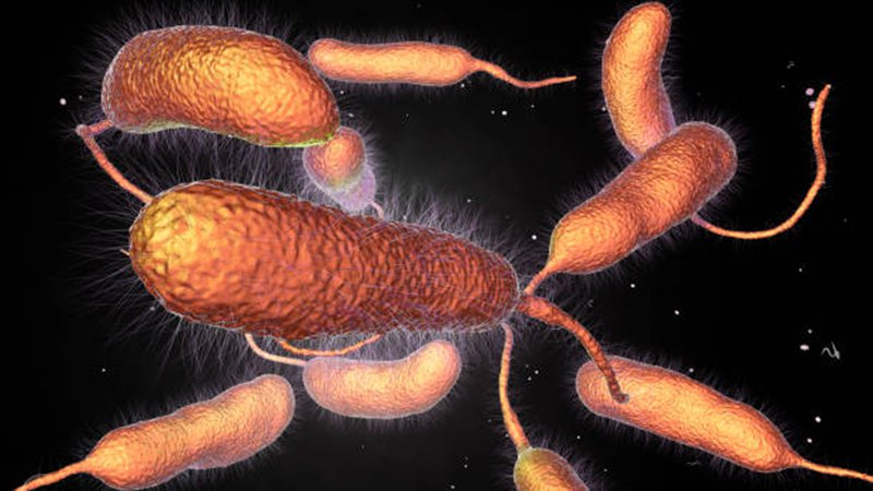 Tả do virus Vibrio Cholerae