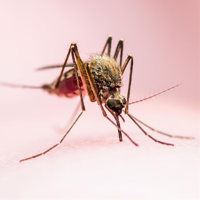 Viêm màng não do virus
