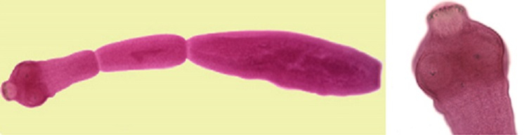 Nhiễm Echinococcus: Nguyên nhân, triệu chứng và con đường lây nhiễm