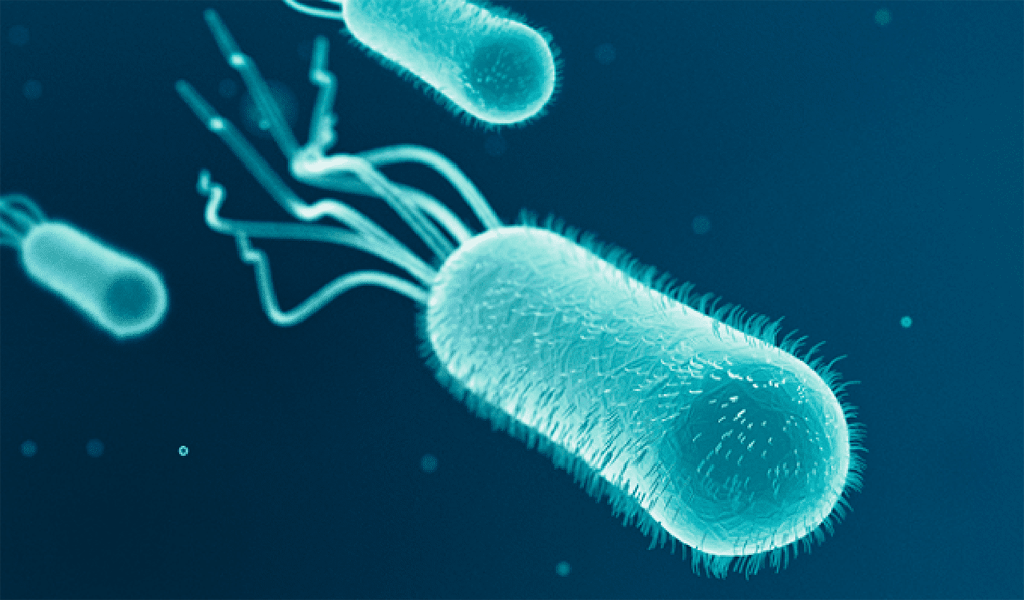 Nhiễm Escherichia coli
